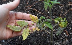 Почему у рассады томатов желтеют, сохнут и скручиваются листья