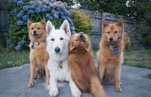 Забавный пёс придумал «фишку» и портит групповые фотографии своей семьи