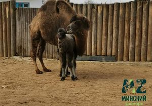 В Минском зоопарке впервые родился верблюжонок