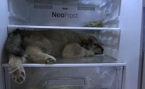 В Таиланде щенок придумал необычный способ спастись от жары