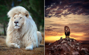 Фотограф увековечил царя зверей в трех десятках ошеломляющих снимков, которые поразили весь мир