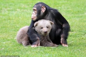 Шимпанзе подружился с маленьким мимимишкой
