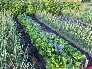Как сделать сад и огород более продуктивными