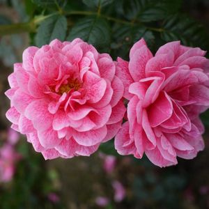 Роза Камелот: описание с фото, внешний вид, период цветения