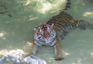 Маленькая тигрюка-злюка впервые купается