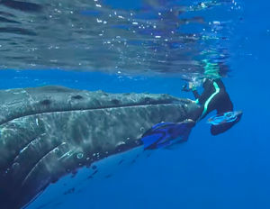 Акула начала охоту на человека, но хищник не ожидал появления кита-спасителя