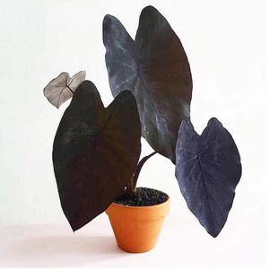 Алоказия со смольно-чёрными листьями и съедобными корнями