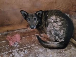 В московском приюте нашли собаку, забытую всеми 6 лет назад