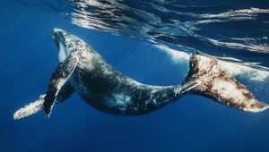 #видео | Стэнфордским учёным удалось закрепить камеру на спине кита
