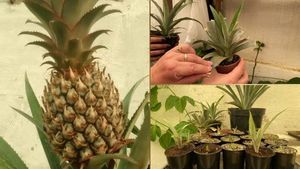 Вырастить и получить плоды ананаса в домашних условиях