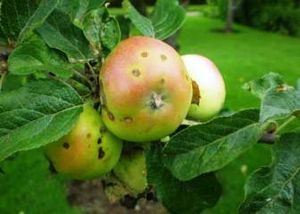 Парша на яблоне: лечение