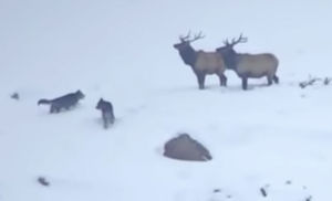 Волки вышли навстречу оленям на охоту. Но олени оказались хитрее и заманили их в глубокий снег