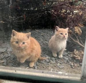 Двое котят жались друг к другу и заглядывали в глаза людей