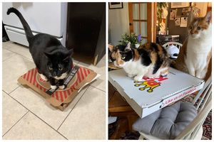 Коты и пицца — идеальное сочетание, и вот 18 доказательств