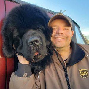 Мохнатые непоседы встречают курьеров: проект «UPS Dogs» набирает обороты