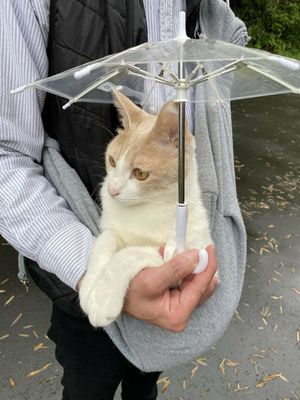 Японский котик обожает гулять в дождь, потому что у него есть свой зонтик