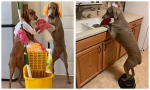 На все лапы мастер: как собаки помогают своей хозяйке убирать дом