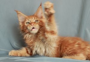 Смешные короткие истории о кошках из уст самих владельцев