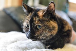 Кошка Тилли ждёт в приюте хозяев уже более 20 лет