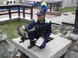 В Тобольске из вентиляционной шахты спасли кота, а из колодца – ондатру