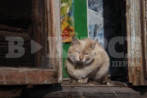 Пермяки спасли кота из разрушенного дома