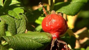 Осенние ягоды: рябина, калина, шиповник (видео)