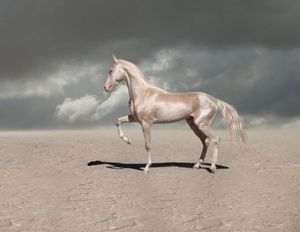 Супермодель в мире лошадей: ахалтекинская лошадь изабелловой масти
