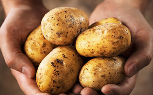 5 новых блюд из обычной картошки: жарим шашлык и делаем мгновенное пюре