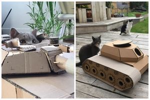 25 забавных фото котов в картонных танках, которые захватили соцсети