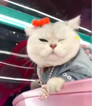 Китайская кошка зарабатывает $1500 за каждую рекламу автомобилей