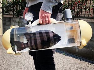 Гуляй, рыбка, большая и маленькая! В Японии создали прозрачную сумку-переноску для живой рыбы