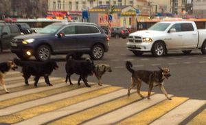 Почему бездомные собачки часто переходят дорогу по светофору и зебре?