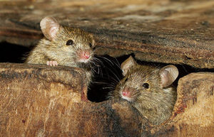 Простой уральский способ, как отпугнуть мышей и крыс от дома