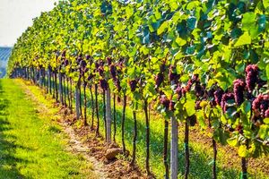 На каком расстоянии сажать виноград друг от друга