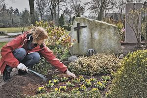 Что посадить на кладбище: неприхотливые многолетние цветы