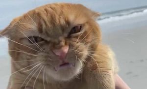Как обычный рыжий кот Тыква, который корчит гримасы ветру, стал интернет-мемом