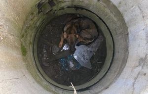 Операция по спасению несчастной собачки, упавшей в люк
