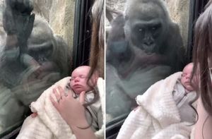 В зоопарке мама показала горилле своего малыша, и удивилась её реакции