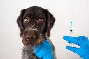 Миссия прививка: как разводят современные ветеринары