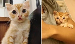 Котенок с редкой и необычной внешностью был найден на улице Гонконга