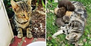 Девушка стала кормить уличную кошку, а потом приютила и ее и ее деток