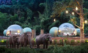 В Таиланде туристы могут переночевать в прозрачных номерах-пузырях в окружении слонов