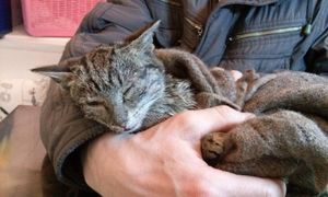 Истощенную кошку нашли на трассе, измазанной в мазуте