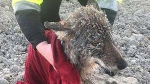 В Эстонии спасли песика тонущего в холодной реке, который оказался волком