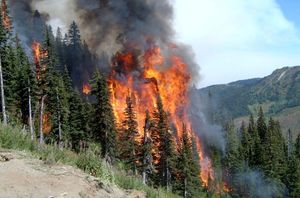 Почему леса в России горят каждый год, но все никак не догорят?