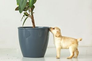 15 растений, которые могут стоить здоровья и даже жизни собакам