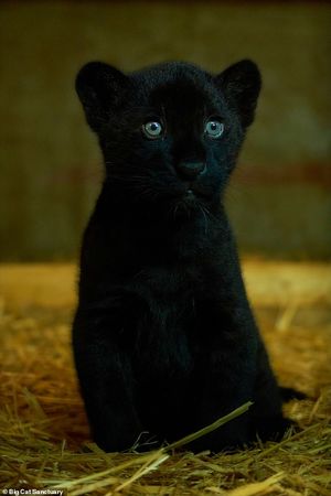 Черная шерстка, голубые глаза: уникальной ягуарке выбирают имя