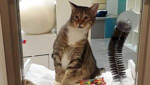 Свободолюбивый котик выпускает на свободу питомцев приюта