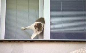 История героического спасения застрявшего в окне котика