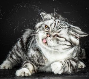 Отряхивающиеся кошки в замедленной съемке: невероятное зрелище
